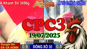 Xem Lại Đá Gà Trực Tiếp Thomo Hôm Nay C3 Ngày 19/07/2025