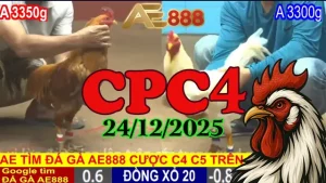 Video clip đá gà trực tiếp CPC4 ngày 24122025