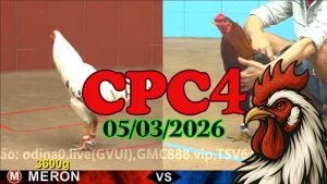 Clip đá gà CPC4 05032026 – Video đá gà Thomo phát lại hôm nay