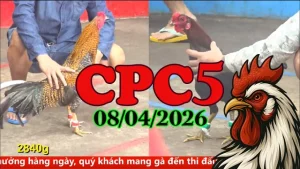 Xem lại video đá gà trực tiếp CPC5 ngày 08042026