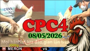 Xem ngay video đá gà trực tiếp CPC4 hôm nay 08052026
