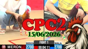 Clip Đá Gà Thomo CPC2 Ngày 15062026