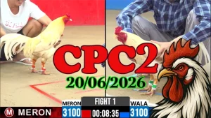 Clip Đá Gà Thomo CPC2 Ngày 20062026