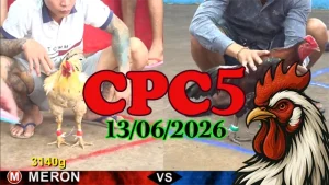 Clip Đá Gà Thomo CPC5 Ngày 13062026