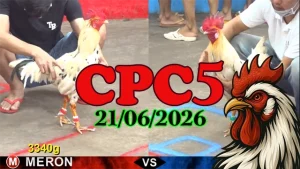 Clip Đá Gà Thomo CPC5 Ngày 21062026