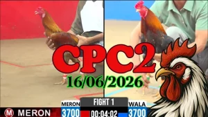 Clip Đá Gà Trực Tiếp CPC2 Ngày 16062026