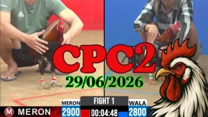 Clip Đá Gà Trực Tiếp CPC2 Ngày 29062026
