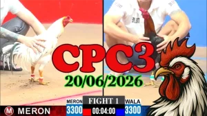 Clip Đá Gà Trực Tiếp CPC3 Ngày 20062026