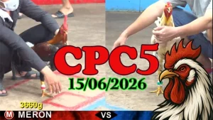 Clip Đá Gà Trực Tiếp CPC5 Ngày 15062026