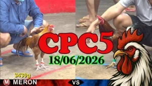 Clip Đá Gà Trực Tiếp CPC5 Ngày 18062026