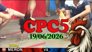 Clip Đá Gà Trực Tiếp CPC5 Ngày 19062026