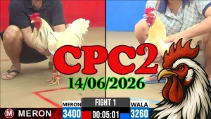 Clip đá gà Thomo CPC2 hôm nay 14062026