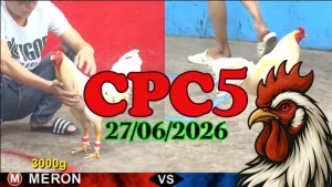 Clip đá gà Thomo CPC5 ngày 27062026
