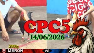 Clip đá gà trực tiếp CPC5 ngày 14062026