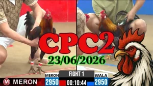 Clip video đá gà Thomo CPC2 ngày 23062026