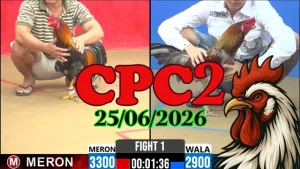 Clip video đá gà Thomo CPC2 ngày 25062026