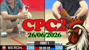 Clip video đá gà Thomo CPC2 ngày 26062026