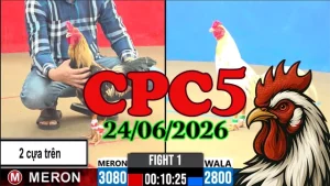 Clip video đá gà Thomo CPC5 ngày 24062026