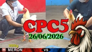 Clip video đá gà Thomo CPC5 ngày 26062026