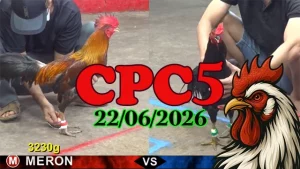 Clip video đá gà trực tiếp CPC5 ngày 23062026