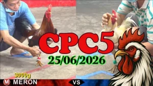 Clip video đá gà trực tiếp CPC5 ngày 25062026