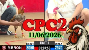 Full clip đá gà Thomo CPC2 ngày 11062026 chất lượng cao