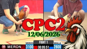 Full clip đá gà Thomo CPC2 ngày 12062026