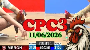 Full clip đá gà Thomo CPC3 ngày 11062026 chất lượng cao