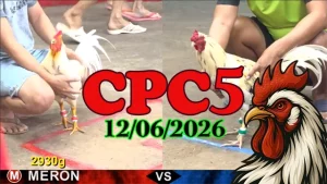 Full clip đá gà Thomo CPC5 ngày 12062026
