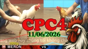 Full clip đá gà trực tiếp CPC4 ngày 11062026