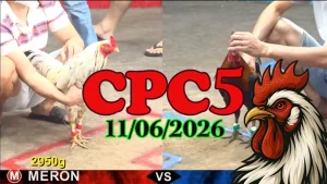Full video đá gà trực tiếp CPC5 ngày 11062026