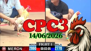 Tổng hợp video đá gà Thomo CPC3 hôm nay 14062026