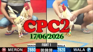 Video Đá Gà Thomo CPC2 Ngày 17062026