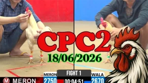Video Đá Gà Thomo CPC2 Ngày 18062026