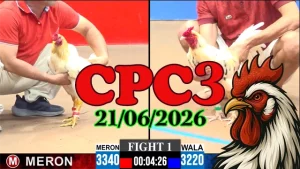 Video Đá Gà Thomo CPC3 Ngày 21062026