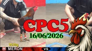 Video Đá Gà Thomo CPC5 Ngày 16062026