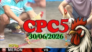 Video Đá Gà Thomo CPC5 Ngày 30062026