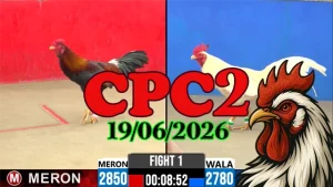 Video Đá Gà Trực Tiếp CPC2 Ngày 19062026