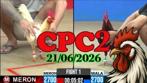 Video Đá Gà Trực Tiếp CPC2 Ngày 21062026