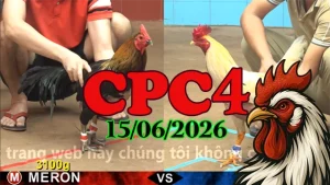 Video Đá Gà Trực Tiếp CPC4 Ngày 15062026
