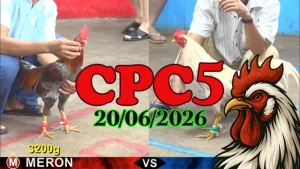 Video Đá Gà Trực Tiếp CPC5 Ngày 20062026
