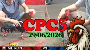 Video Đá Gà Trực Tiếp CPC5 Ngày 29062026