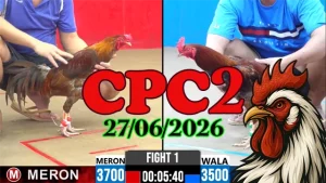 Video đá gà Thomo CPC2 ngày 27062026