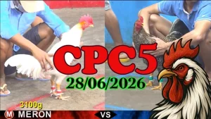 Video đá gà Thomo CPC5 ngày 28062026