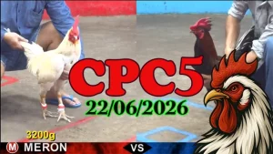 Video đá gà Thomo trực tiếp CPC5 ngày 22062026