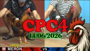 Video đá gà trực tiếp CPC4 ngày 14062026