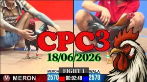Xem Lại Video Đá Gà Trực Tiếp CPC3 Ngày 18062026