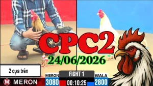 Xem lại video đá gà trực tiếp CPC2 ngày 24062026