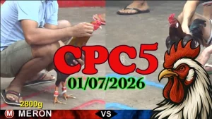 Clip đá gà trực tiếp CPC5 ngày 01072026
