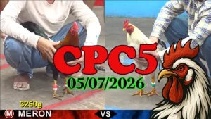 Full trận video đá gà thomo CPC5 hôm nay 05072026